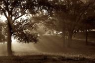 Beginning;Black-and-White;Fog;Oneness;Sepia;Sunrise;Tennessee;Trees